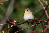 Mindre flugsnappare<br> Red-breasted Flycatcher <br> Ficedula parva