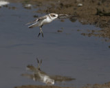 Svartbent strandpipare <br> Kentish Plover<br> Charadrius alexandrinus