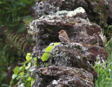 Bltjocknbb <br> Blue Grosbeak <br> Passerina caerulea