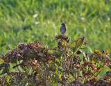 Vitstrupig sparv <br> White-throated Sparrow <br> Zonotrichia albicollis