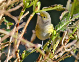 Vitgd vireo <br> White-eyed Vireo <br> Vireo griseus
