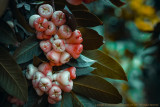 2017 - Maçã de Java (Syzygium australe), Madeira Botanic Garden - Funchal, Madeira - Portugal