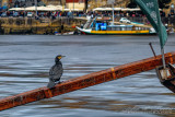 2018 - Cormorant, Porto - Portugal