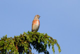 commonlinnet