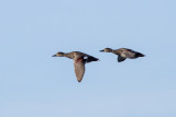 Gadwall - Snatterand