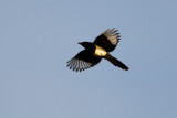 Common Magpie - Skata