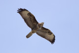 Common Buzzard - Ormvråk