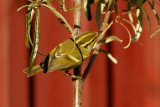 Pallass Leaf Warbler - Kungsfgelsngare