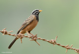 Cinnamon-breasted Bunting