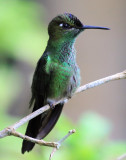 Violet-fronted Brillant Hummingbird / Brillant  front violet 