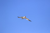 Sterne caspienne / Caspian Tern