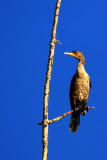 Cormoran  aigrette / Double-crested Cormorant