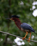 Hron vert / Green Heron