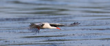 Sterne Pierregarin / Common Tern