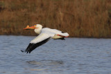 Plican dAmrique / Pelecanus erythrorhynchos / American White Pelican