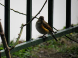 Red-flanked Bluetail / Tarsiger cyanurus