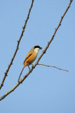 Long-tailed Shrike / Lanius schach