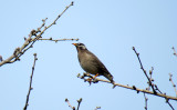 White-cheeked Starling / Spodiopsar cineraceus