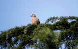 Spotted Dove / Streptopelia chinensis