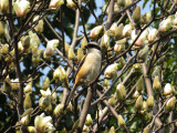 Long-tailed Shrike / Lanius schach