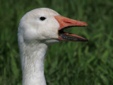 Oie des neiges Anser caerulescens - Snow Goose