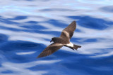 Leachs Storm Petrel /  Oceanodroma leucorhoa - Ocanite cul blanc