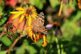 Belle dame  / (Vanessa cardui) / Painted Lady 