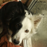 29th March 2018 - if in doubt, shove a camera in the dog's face!