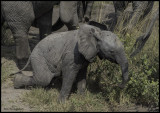 safari dumbo in mud.jpg