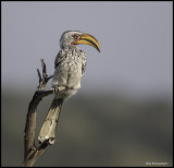 yellow billed hornbill.jpg
