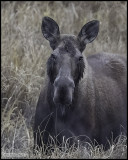 moose portrait.jpg