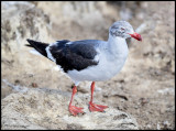 dolphin gull immature.jpg