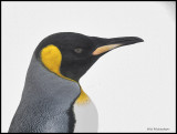 king penquin profile.jpg