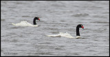 black necked swans.jpg