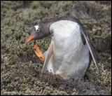 Gentoo Penguin scratching.jpg