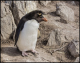 rockhopper penquin looking.jpg