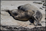 elephant seal pup land mom.jpg