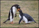 gentoo penguin chick being fed.jpg