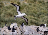 Black browed albatross landing in rookery.jpg