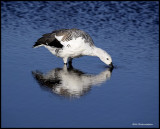 upland goose male.jpg