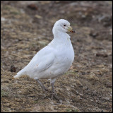 Pale faced sheath bill or paddy.jpg