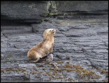 sea lion sun bathing.jpg