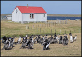 Imperial shag juveniles at a fence.jpg