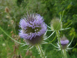 Teasel