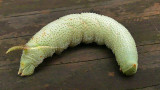 Rustic Sphinx Caterpillar (7778)