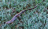 Three-lined Salamander 