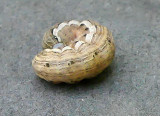 Armyworm Moth Caterpillar (10438)