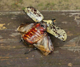 Eastern Hercules Beetle