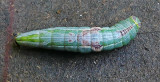 Saddled Prominent Moth Caterpillar (7994)