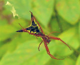Arrow-shaped Micrathena Spider
